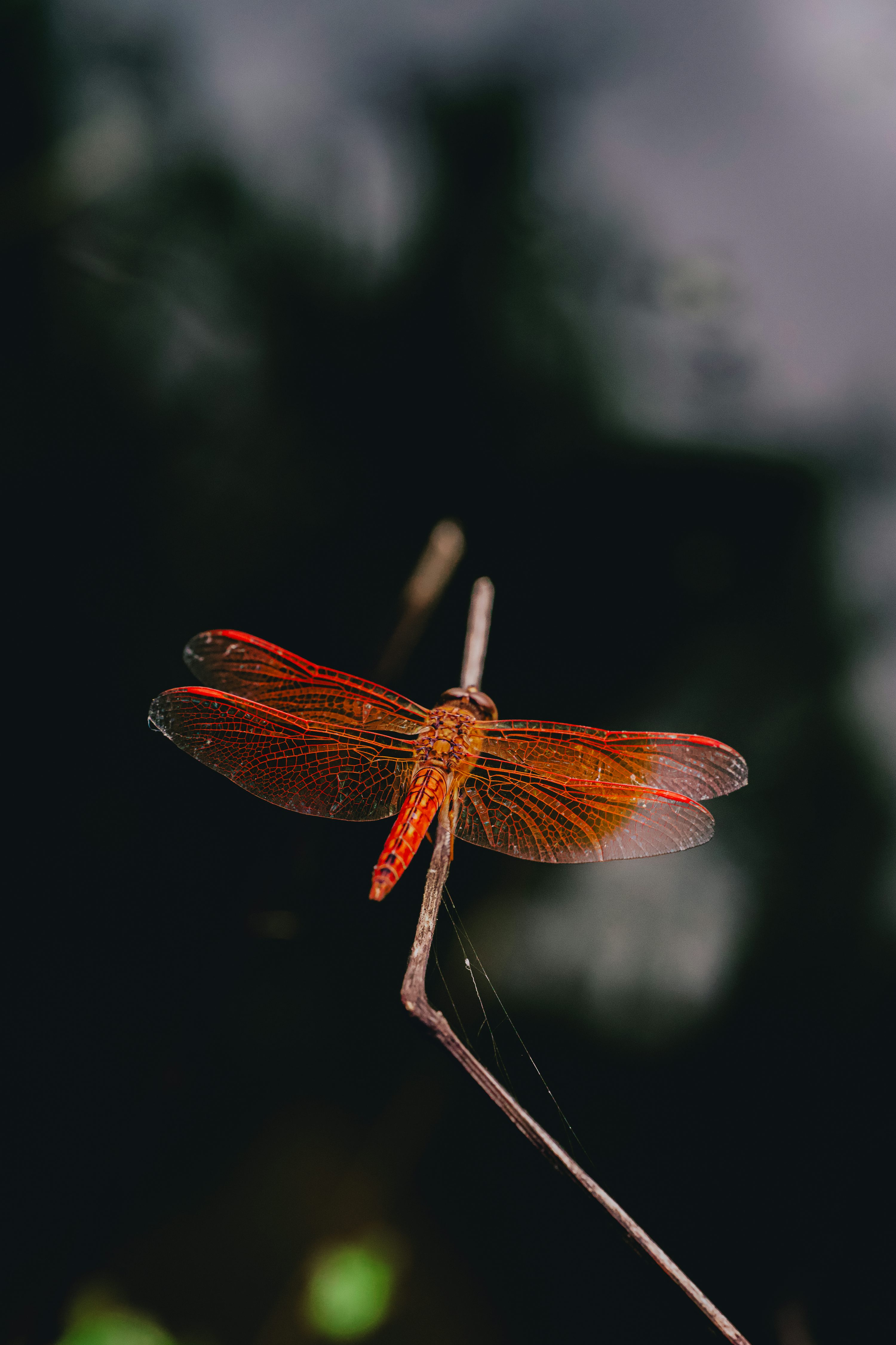 A vibrant orange dragonfly perched on a thin twig against a dark background