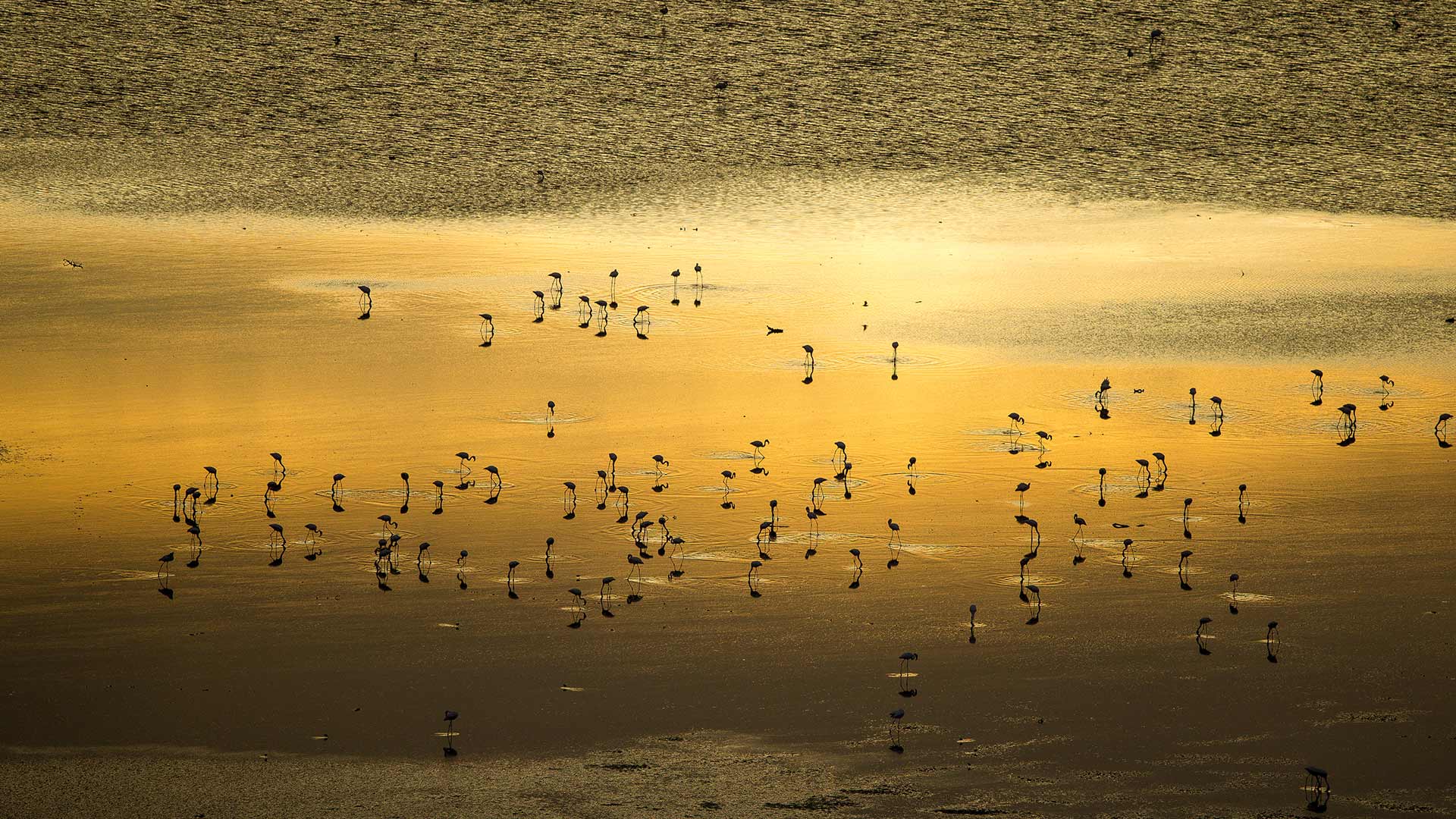 Water, wildlife, and wonder
