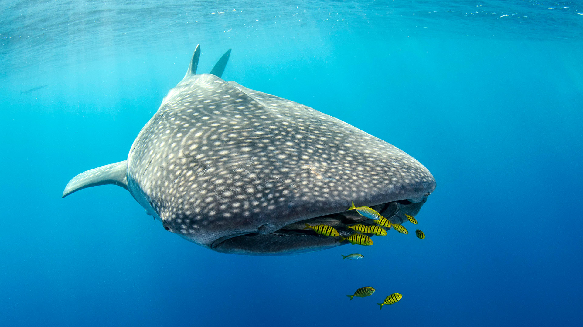 The fish that outgrew its name