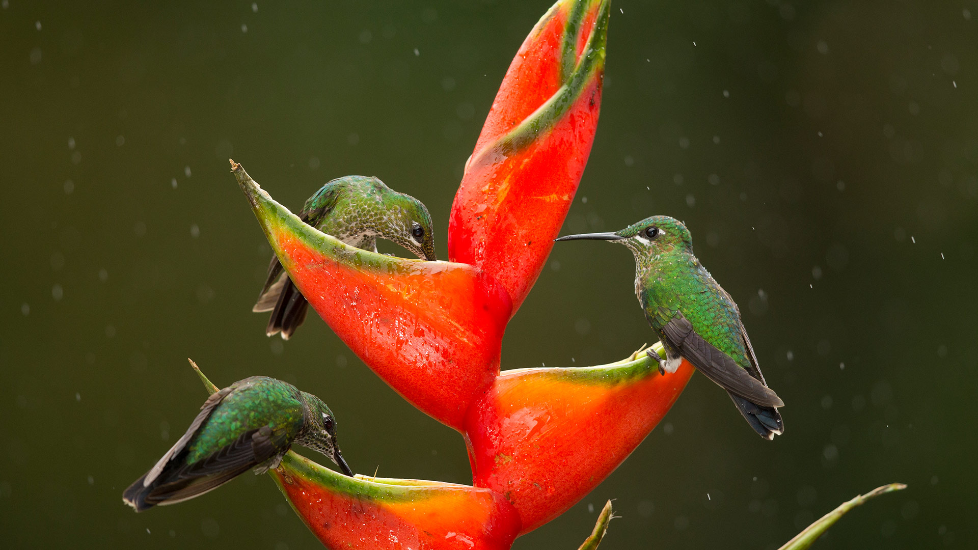 Small birds, big impact