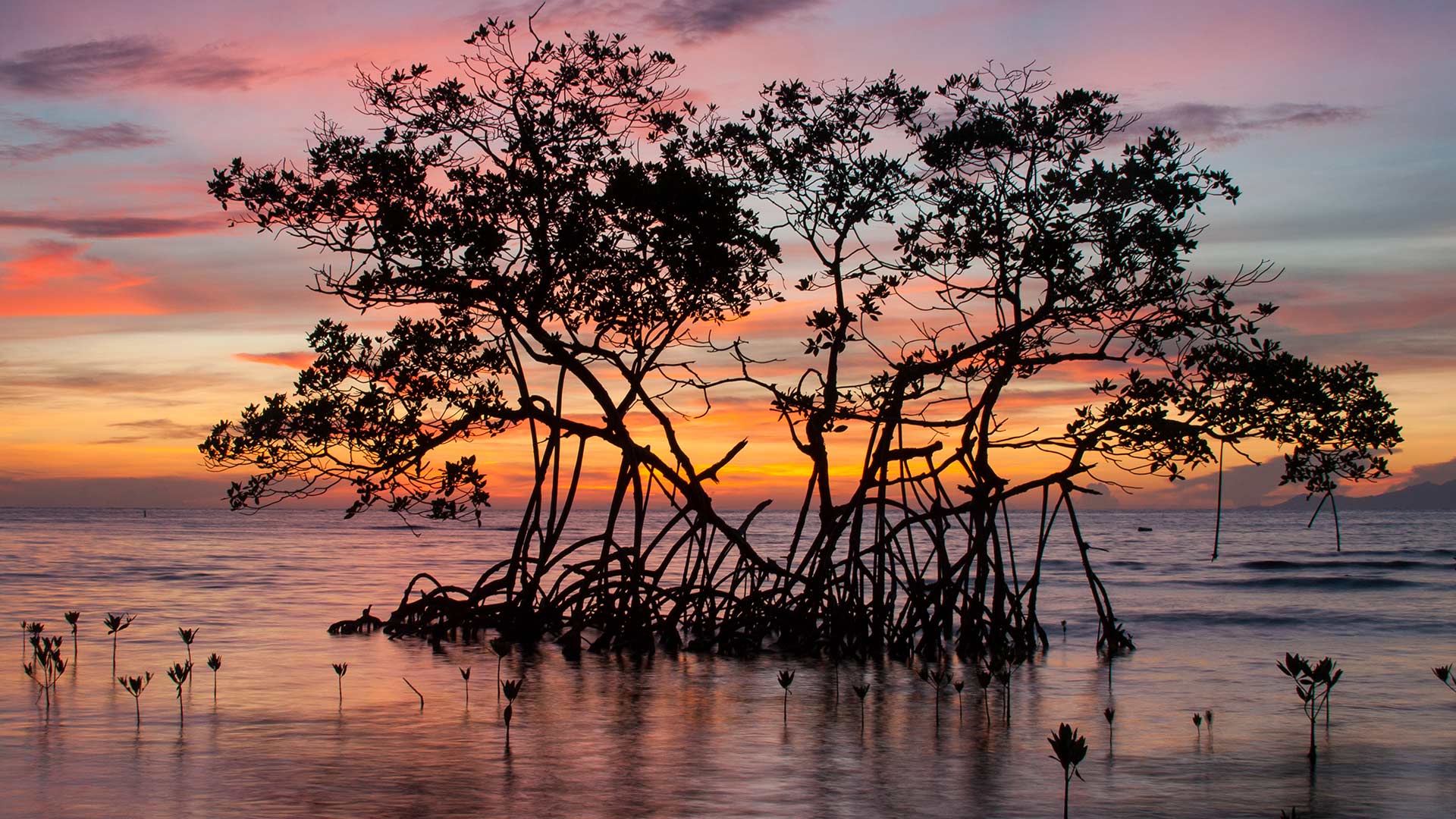 Between land and sea, life begins